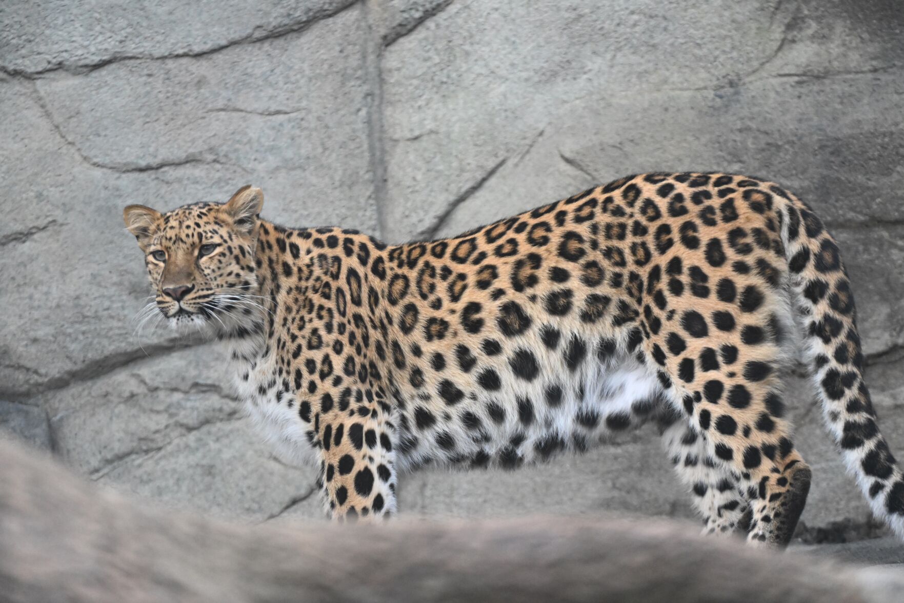 Amur leopard cubs at Brookfield Zoo Chicago